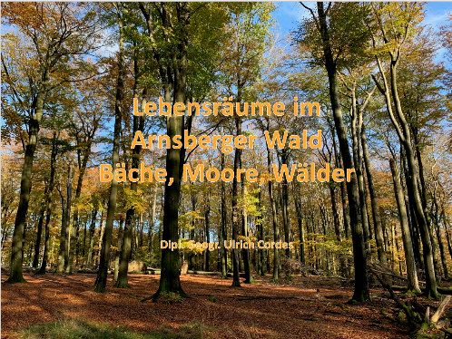 Wald