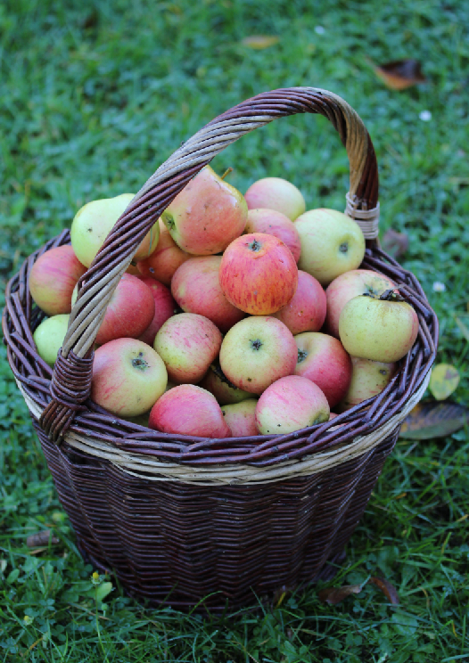 apfel